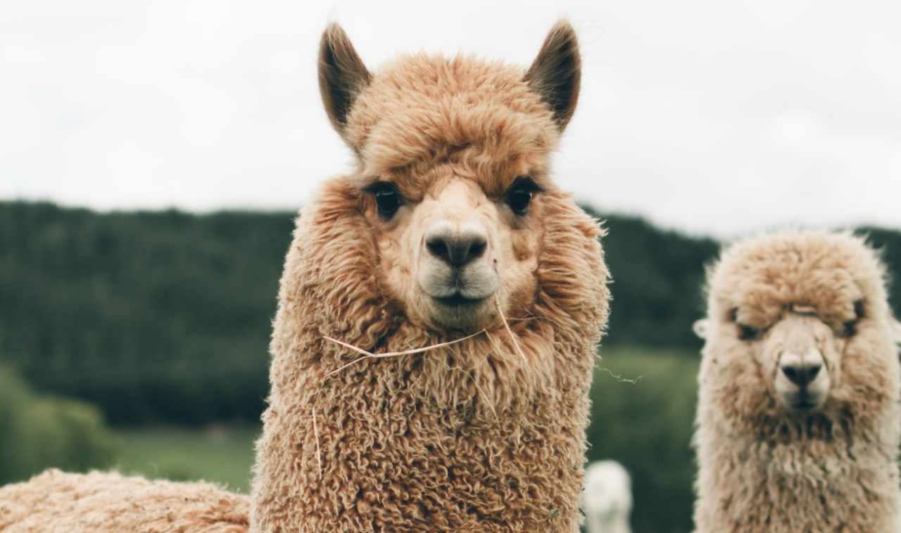 alpaca allevamento, pet therapy - lineadiretta24.it