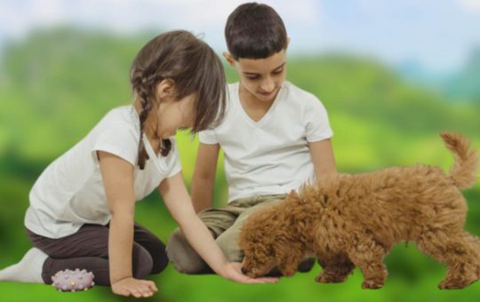 bambini giocano con cane - lineadiretta24.it