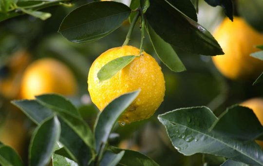 Limoni