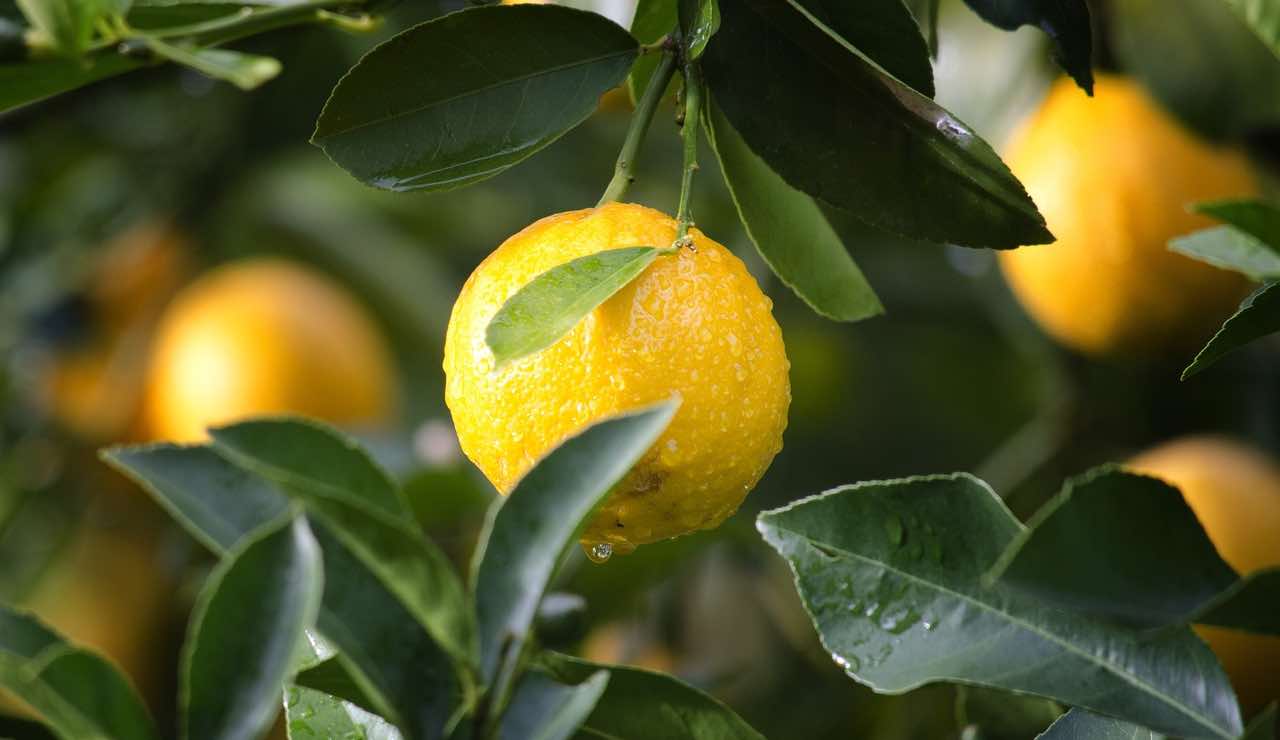 Limoni