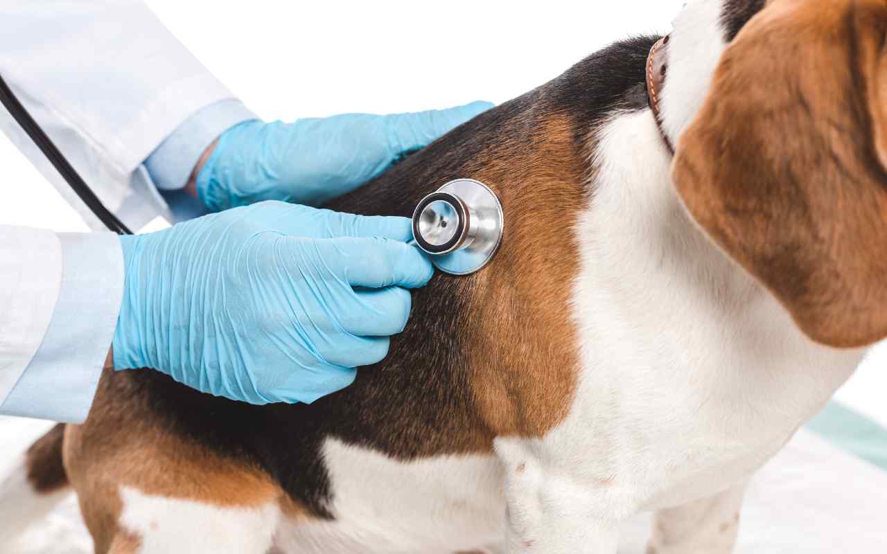 Risparmiare soldi sulle cure veterinarie